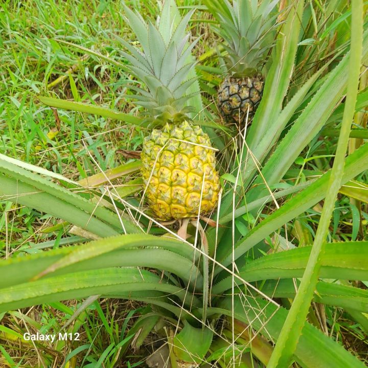 আমাদের আনারস বাগান